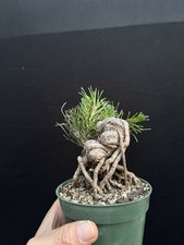 Exposed roots japanese for sale  Wallkill