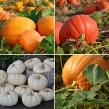 Pumpkin seeds huge for sale  SALISBURY