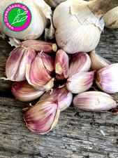 Gardos pflanzknoblauch zehen gebraucht kaufen  Tittmoning