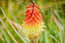große gartenpflanzen gebraucht kaufen große gartenpflanzen gebraucht kaufen Siegen