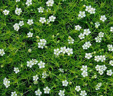 IRISH MOSS PEARLWORT Sagina subulata - 20,000 Sementes a granel comprar usado  Enviando para Brazil