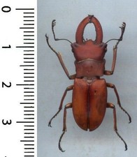 Lucanidae cyclommatus spineus d'occasion Lucanidae cyclommatus spineus d'occasion  France