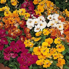 Nemesia sundrop mixed for sale  UK