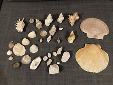 Konvolut echte muscheln gebraucht kaufen  Hamburg