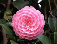 Otome camellia japonica for sale  Mobile