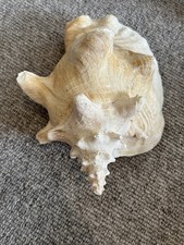 Large queen conch for sale  THATCHAM