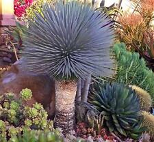 Yucca rostrata exotic for sale  Miami