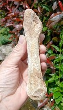 Fossil ice age for sale  WREXHAM