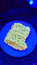 Kung pao montipora for sale  Placentia