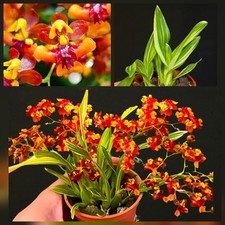 Oncidium twinkle tiny for sale  NOTTINGHAM
