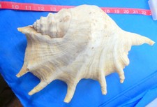 Giant spider conch for sale  Scottsdale