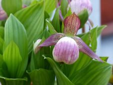 Cypripedium vintry pink gebraucht kaufen  Pinneberg