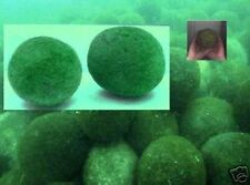 Größter moosball marimoball gebraucht kaufen  Kaiserslautern