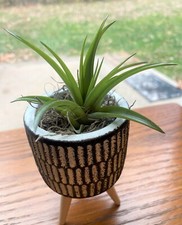 Planter air plants for sale  Independence