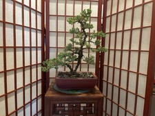 Juniper bonsai tree for sale  Clermont