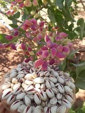 Pistachio nut tree for sale  Russell