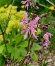 Ragged robin silene for sale  LLANDRINDOD WELLS