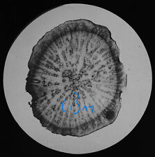 Microscope photo root for sale  HAYLE