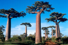 Baobab affenbrotbaum adansonia gebraucht kaufen  Sulzbach-Rosenberg