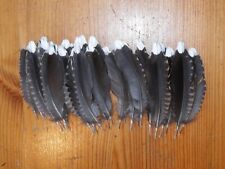 White tipped tail for sale  ABERDEEN