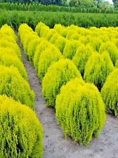 Thuja orientalis aurea for sale  NORTHWICH