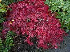 Acer palmatum dissectum. for sale  MOELFRE