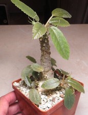 Dorstenia aff foetida for sale  Shipping to United Kingdom