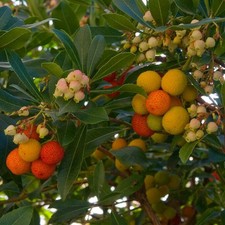 Arbutus unedo strawberry for sale  SOUTHAMPTON
