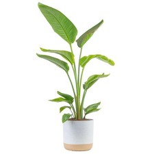 White bird paradise for sale  Brentwood