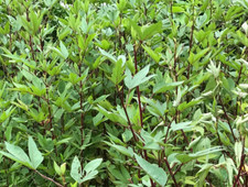 Gongura 200 seeds for sale  ILFORD