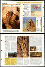 Termite insects wildlife for sale  SLEAFORD