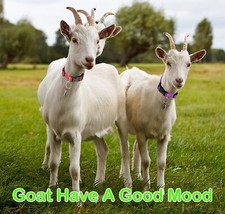 Pack goat collar for sale  USA