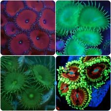 Soft coral zoa for sale  UK