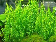 Helanthium echinodorus vesuviu for sale  SCUNTHORPE