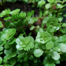 Pilea depressa fresh for sale  SOUTHAMPTON
