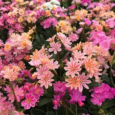 Lewisia rainbow mix for sale  Milford