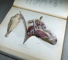 1880 pferd modellatlas gebraucht kaufen  Berlin