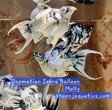 Pair balloon molly for sale  Santa Clara