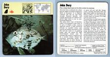 John dory bony for sale  SLEAFORD