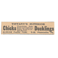 Tiffany superior chicks for sale  Hinckley