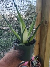 Solar flare aloe for sale  Punta Gorda