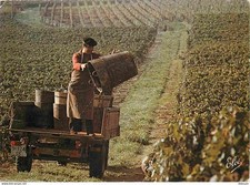 Vignes vendanges bordelaises d'occasion  Fruges