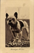 Cpa bouledogue francais usato  Spedire a Italy