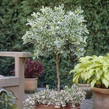 Euonymus fortunei emerald for sale  SOUTHAMPTON
