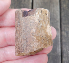 Rare hadrosaur rib for sale  USA