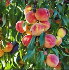 Elberta peach tree for sale  Sanford