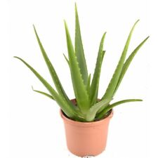 Aloe vera chinensis usato  Barcellona Pozzo di Gotto