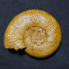 Indosphinctes natwaris ammonit usato  Italia