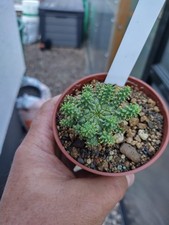 Euphorbia atroviridis caudex gebraucht kaufen  Radeburg
