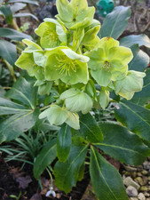 Corsican hellebore plant. for sale  ASHBY-DE-LA-ZOUCH